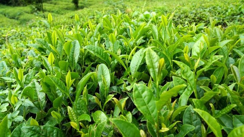 关于湄潭冯雪松茶叶质量安全风险监测团队项目成功通过验收的新闻(5)