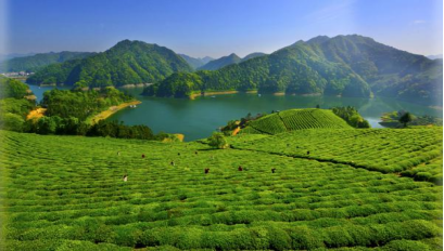 有关于“挑担茶叶上北京—湘茶大会”在长沙橘子洲举行的相关信息(4)