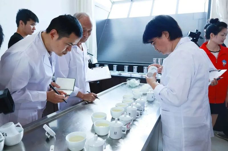 关于松溪九龙大白茶第七届茶王赛举办的内容(1)