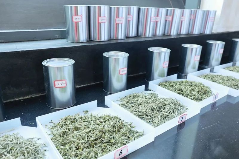 关于松溪九龙大白茶第七届茶王赛举办的内容(3)