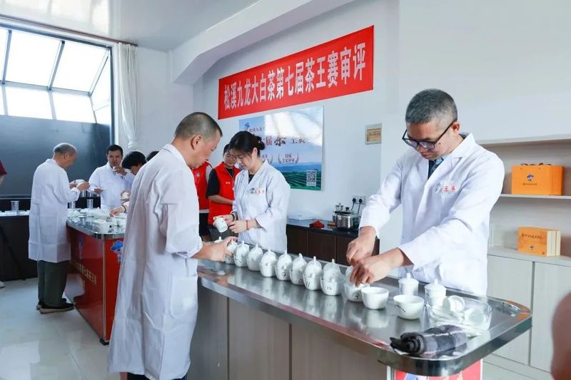 关于松溪九龙大白茶第七届茶王赛举办的内容