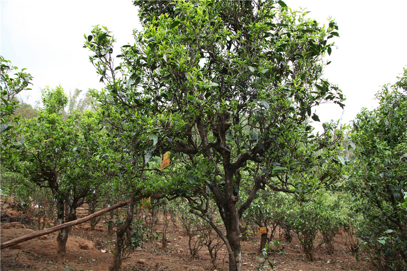 关于双江自治县“三茶统筹”研究院正式揭牌的相关内容(3)