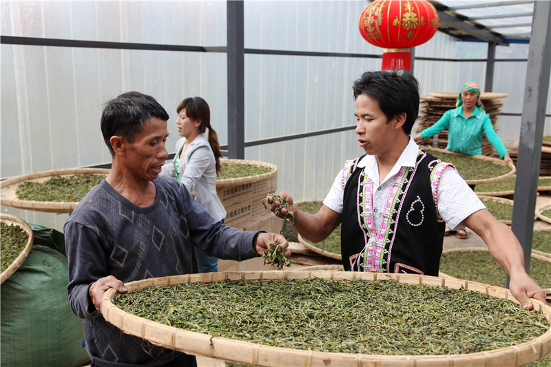 关于双江自治县“三茶统筹”研究院正式揭牌的相关内容(6)