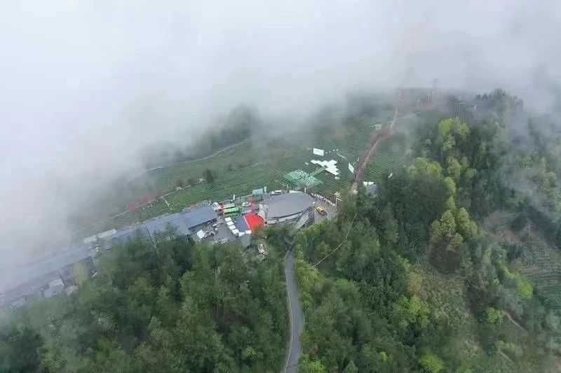 有关于紫阳喜获“中国特色魅力茶乡”称号的相关信息