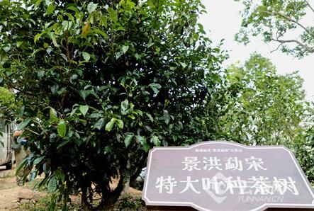关于5·21国际茶日 西双版纳保护古茶树在行动的新闻(2)