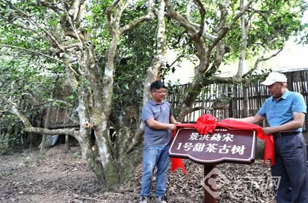 关于5·21国际茶日 西双版纳保护古茶树在行动的新闻