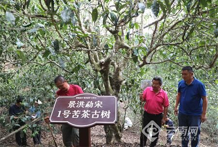 关于5·21国际茶日 西双版纳保护古茶树在行动的新闻(3)
