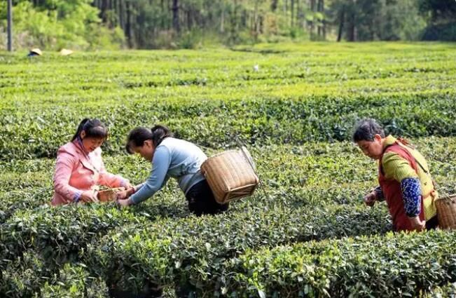 有关于汝城：旱塘茶香溢四方 农旅融合民丰乐的相关信息(4)