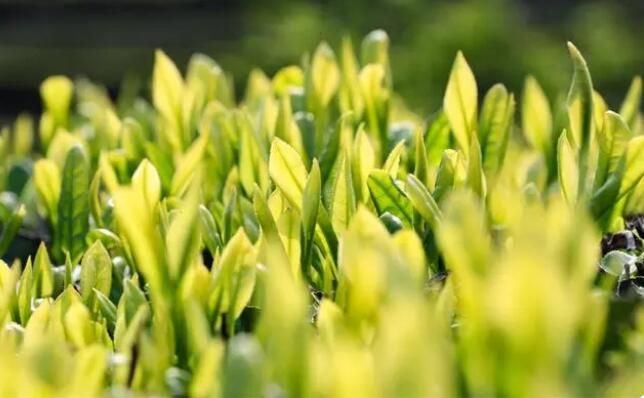 有关于汝城：旱塘茶香溢四方 农旅融合民丰乐的相关信息(2)