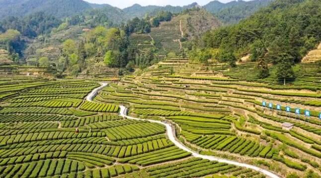 有关于汝城：旱塘茶香溢四方 农旅融合民丰乐的相关信息(3)