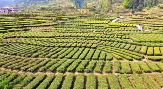 有关于汝城：旱塘茶香溢四方 农旅融合民丰乐的相关信息(5)