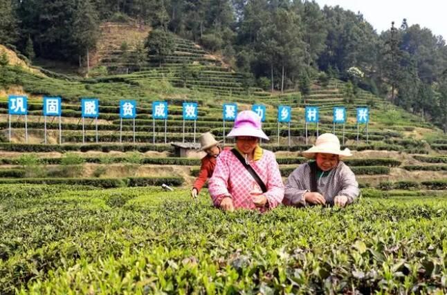 有关于汝城：旱塘茶香溢四方 农旅融合民丰乐的相关信息