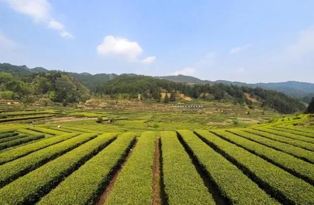 有关于汝城：旱塘茶香溢四方 农旅融合民丰乐的相关信息(1)