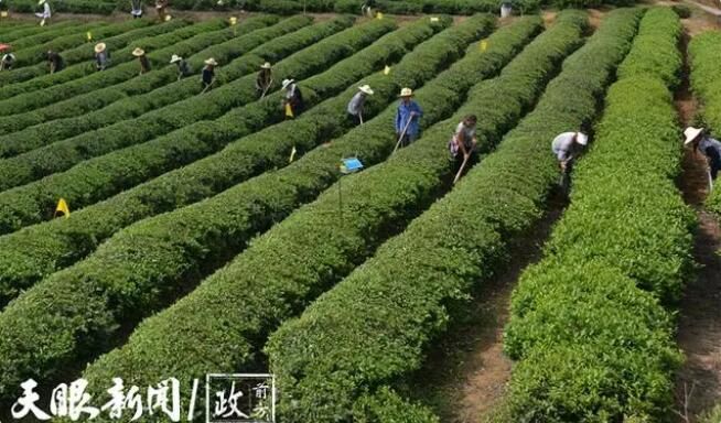 有关于10年前种下茶树  岚头镇的幸福变迁的消息(2)