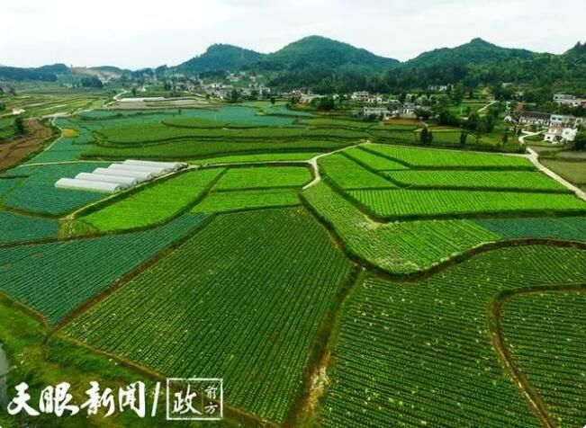 有关于10年前种下茶树  岚头镇的幸福变迁的消息(1)