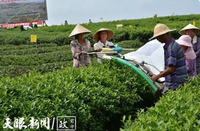 有关于10年前种下茶树  岚头镇的幸福变迁的消息