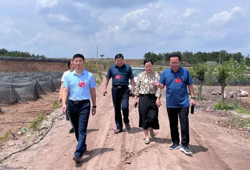 关于诸城：南湖代表委员齐上阵 助力茶产业高质量发展的信息