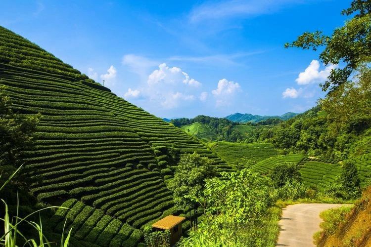 关于广西昭平县：从茶“叶”到茶“业”，一片叶子富一方百姓的消息