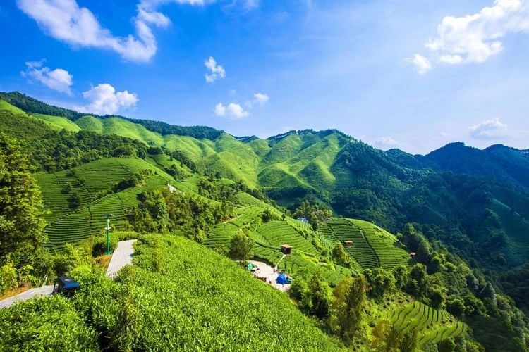 关于广西昭平县：从茶“叶”到茶“业”，一片叶子富一方百姓的消息(1)