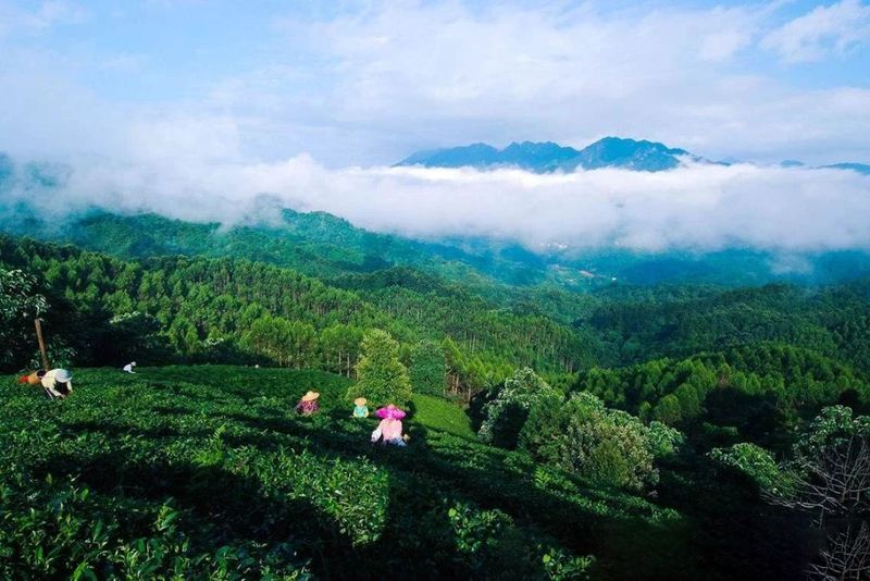 关于广西昭平县：从茶“叶”到茶“业”，一片叶子富一方百姓的消息(2)