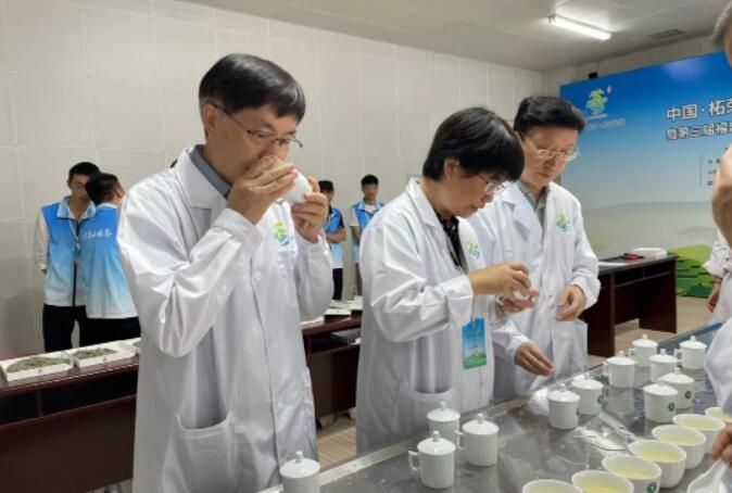 关于茶叶大赛·柘荣高山白茶产区斗茶赛开评的资讯(2)