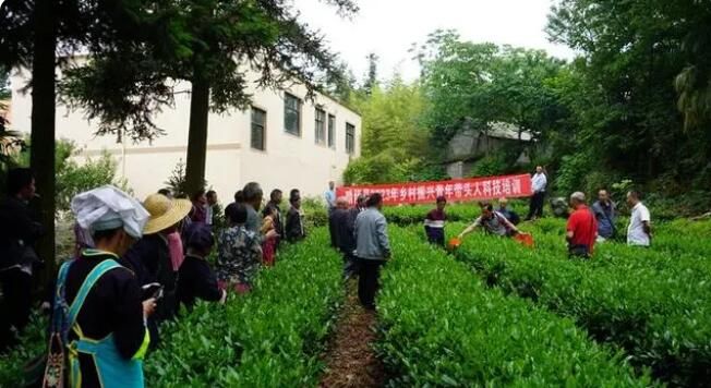 关于晴隆县开展2023年乡村振兴青年带头人茶叶科技培训的信息(1)