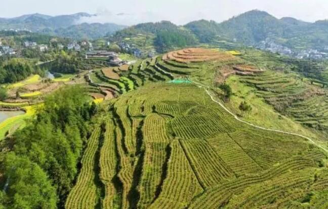 关于因地制宜发展茶产业 湘西泸溪拓宽民众“致富路”的资讯