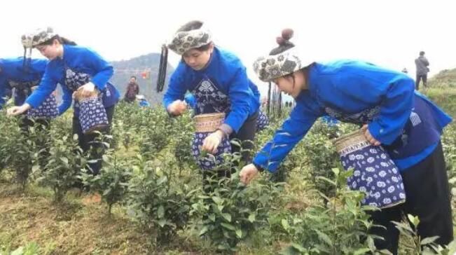 关于因地制宜发展茶产业 湘西泸溪拓宽民众“致富路”的资讯(1)