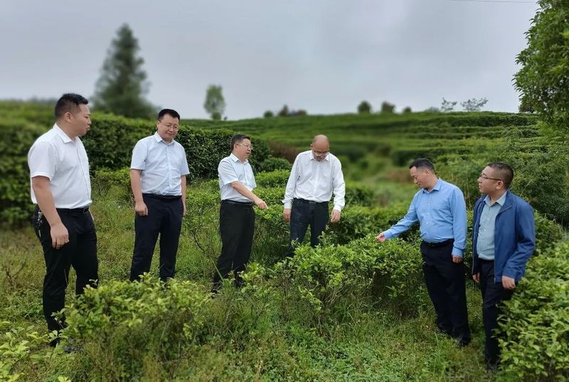 关于巴中市政协领导带队调研茶产业发展的相关内容