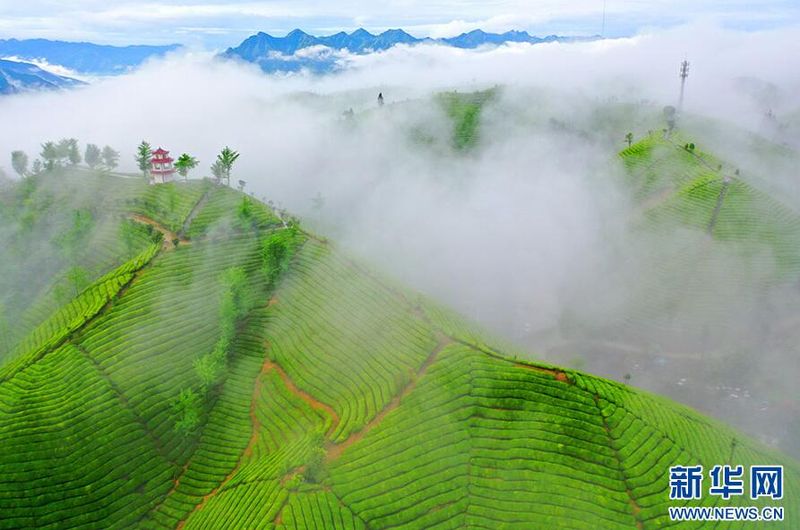 有关于“鹤峰茶”加速走向世界的资讯