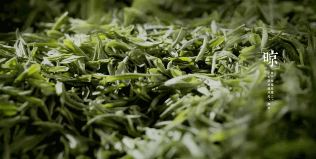 关于湖北被低估的名茶大县，茶叶曾在唐朝作贡品运往长安的内容(15)