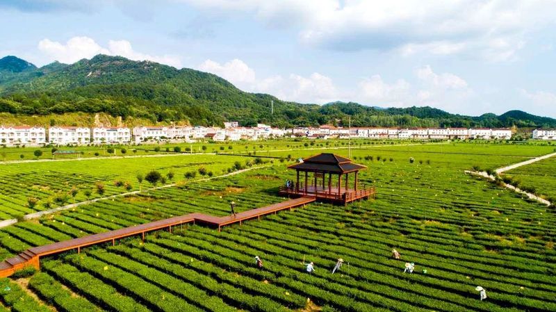 关于湖北被低估的名茶大县，茶叶曾在唐朝作贡品运往长安的内容(13)