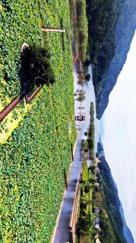 关于湖北被低估的名茶大县，茶叶曾在唐朝作贡品运往长安的内容(10)