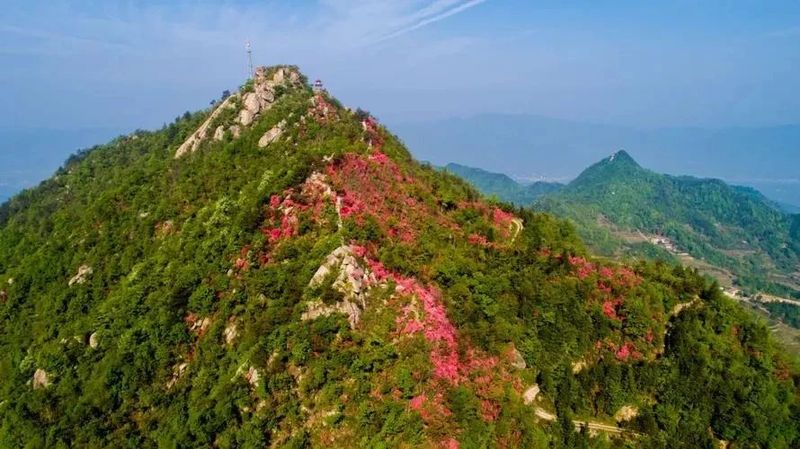 关于湖北被低估的名茶大县，茶叶曾在唐朝作贡品运往长安的内容(7)