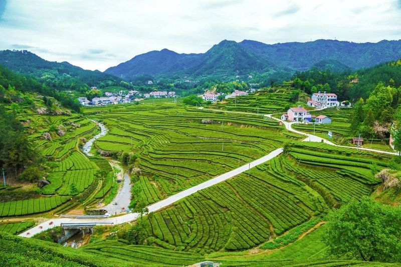 关于湖北被低估的名茶大县，茶叶曾在唐朝作贡品运往长安的内容(14)