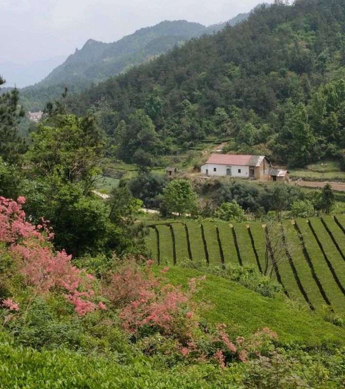 关于湖北被低估的名茶大县，茶叶曾在唐朝作贡品运往长安的内容(2)