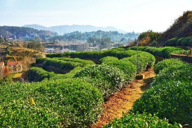 关于湖北被低估的名茶大县，茶叶曾在唐朝作贡品运往长安的内容(17)