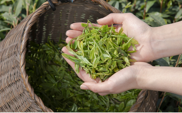 有关于让世界看见它的魅力，这些茶亮相第三届中非经贸博览会！的消息(5)