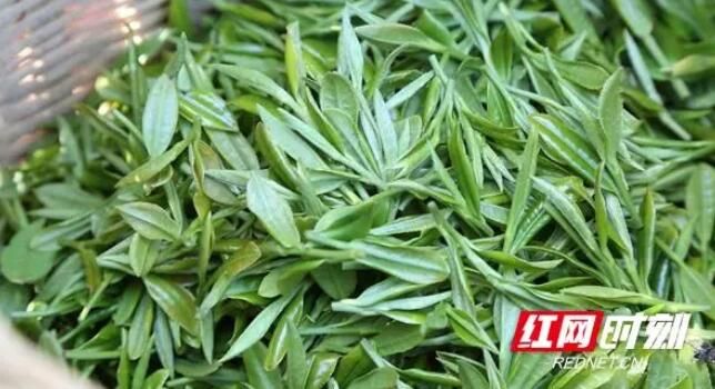 关于祁阳：“茶叶”做成“茶业” 富了村民美了生态的内容(1)