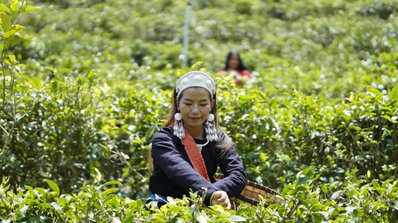 关于单甲乡：党建引领“三点发力”赋能茶叶产业发展的消息(1)