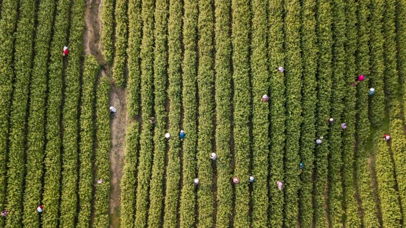 有关于8万亩茶园里的新科技！的内容(2)