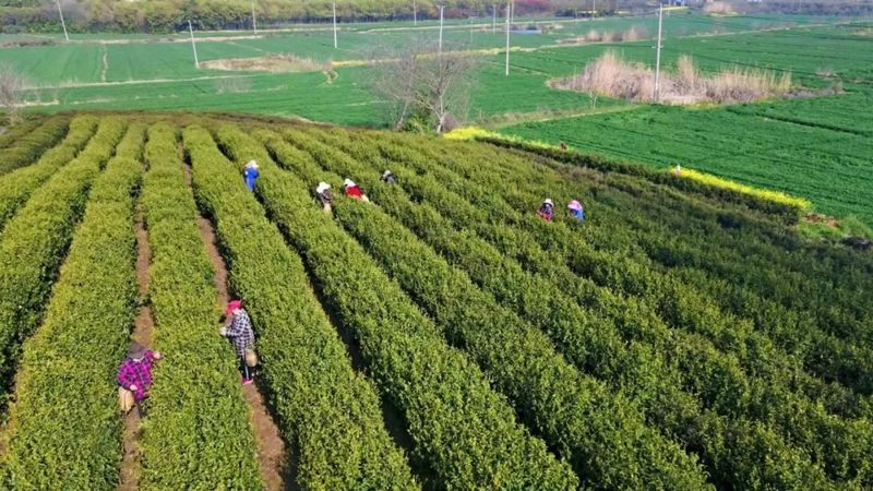 有关于8万亩茶园里的新科技！的内容(1)