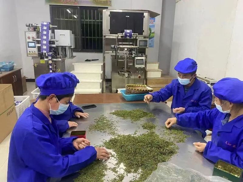 有关于8万亩茶园里的新科技！的内容(4)