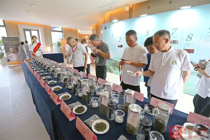 有关于信阳白茶助推茶产业发展的资讯