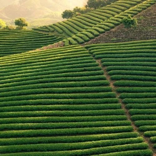 有关于武义万亩茶园：看见绿色美好的资讯