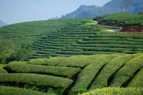 有关于武义万亩茶园：看见绿色美好的资讯(2)