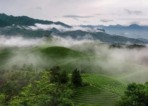 有关于武义万亩茶园：看见绿色美好的资讯(1)