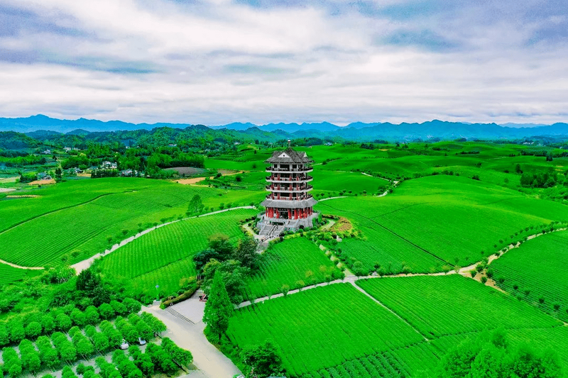 关于湄潭茶园，一场茶文化之旅 的消息