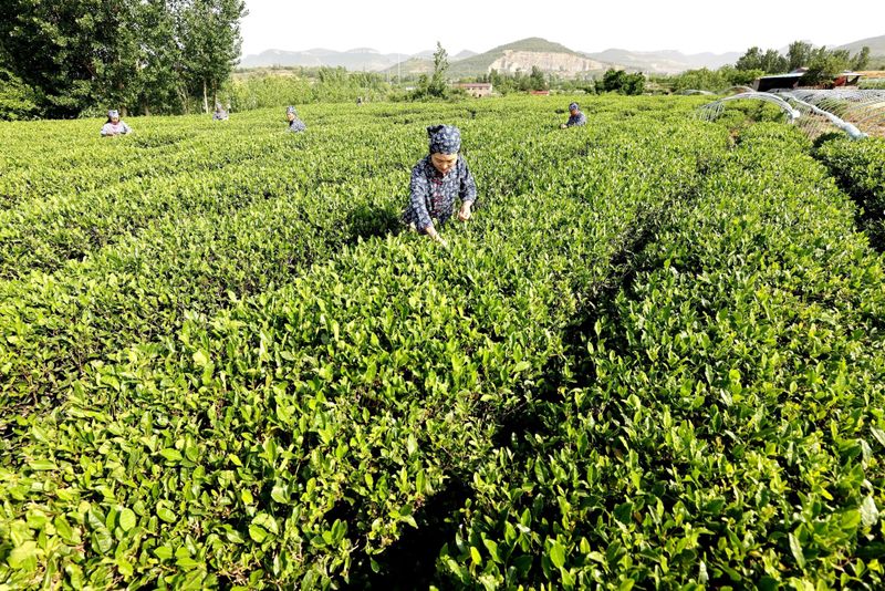 关于青岛：茶叶变茶业，振兴有兴业的信息