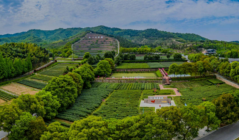 关于步履不停 绘就乡村振兴新画卷！舒城县茶产业发展实施意见（2023-2025）的相关内容(1)